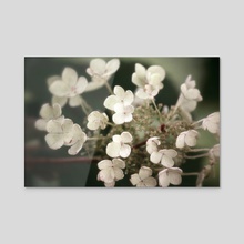 Floral Bloom I - Acrylic by Kelli Soukup