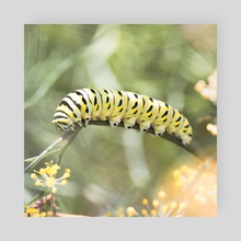 Black Swallowtail Caterpillar - Poster by Kelli Soukup