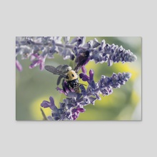 Carpenter Bee I - Acrylic by Kelli Soukup