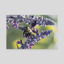 Carpenter Bee I - Canvas by Kelli Soukup