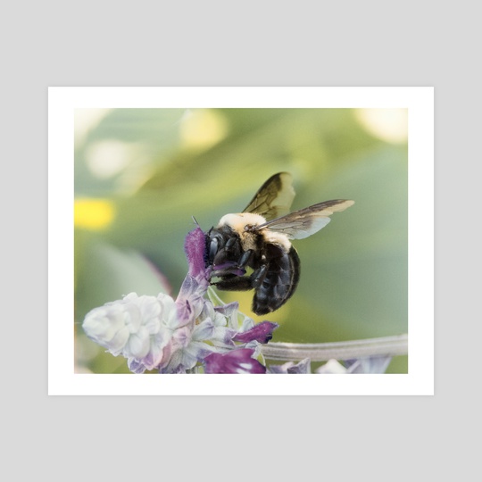 Carpenter Bee II by Kelli Soukup