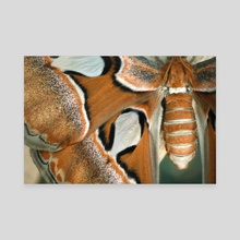 Atlas Moth III - Canvas by Kelli Soukup