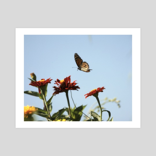 Monarch Butterfly II by Kelli Soukup