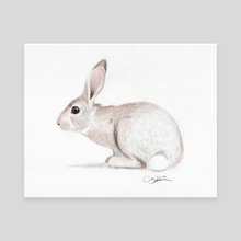 Rabbit - Canvas by Wilber  Alfaro