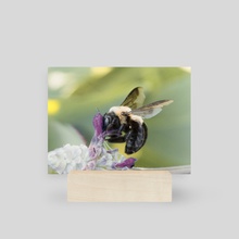 Carpenter Bee II - Mini Print by Kelli Soukup