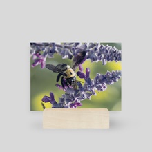 Carpenter Bee I - Mini Print by Kelli Soukup