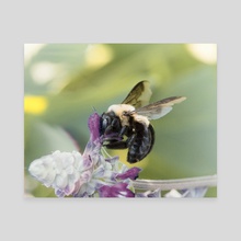 Carpenter Bee II - Canvas by Kelli Soukup