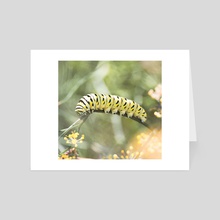Black Swallowtail Caterpillar - Art Card by Kelli Soukup