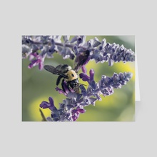 Carpenter Bee I - Card pack by Kelli Soukup