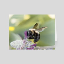 Carpenter Bee II - Card pack by Kelli Soukup