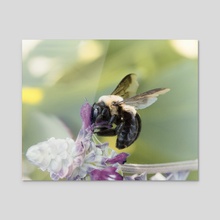 Carpenter Bee II - Acrylic by Kelli Soukup