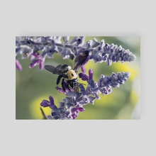 Carpenter Bee I - Poster by Kelli Soukup