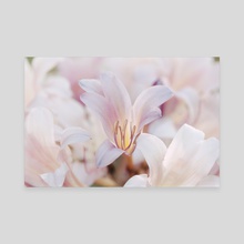 Lily Garden II - Canvas by Kelli Soukup