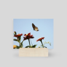 Monarch Butterfly II - Mini Print by Kelli Soukup