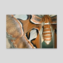 Atlas Moth III - Acrylic by Kelli Soukup