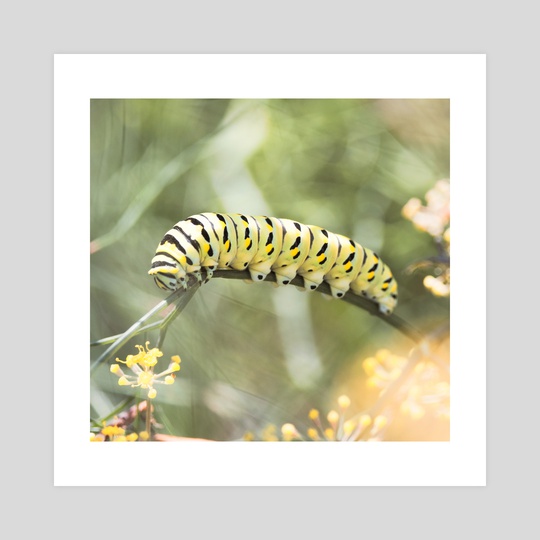 Black Swallowtail Caterpillar by Kelli Soukup