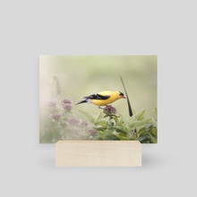 American Goldfinch - Mini Print by Kelli Soukup