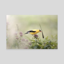 American Goldfinch - Canvas by Kelli Soukup