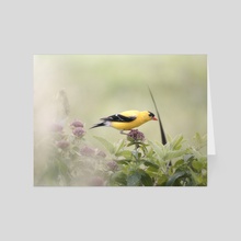 American Goldfinch - Card pack by Kelli Soukup