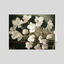Floral Bloom I - Card pack by Kelli Soukup