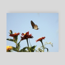 Monarch Butterfly II - Poster by Kelli Soukup